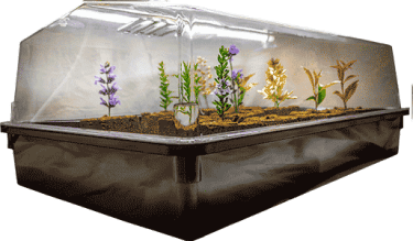 Propagation